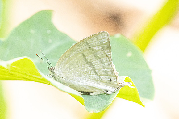 Drina dodina-2997 - Doi Suthep - 21/03/25