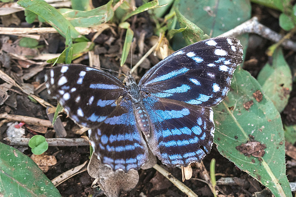 Myscelia ethusa-5837