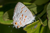 Ministrymon clytie-0829