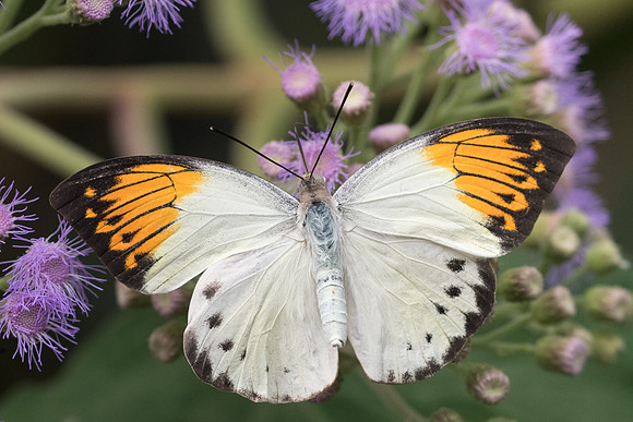 Hebomoia glaucippe-6869