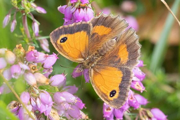 Pyronia tithonus ♀- 8834
