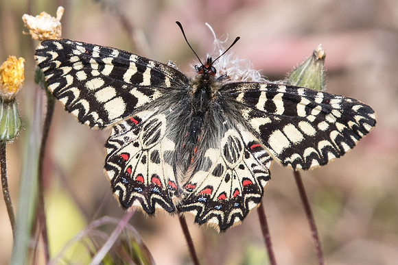 Zerynthia polyxema-3368 - Ponteves - 18/04/19