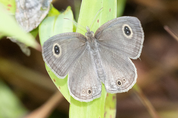 Ypthima huebneri-8244
