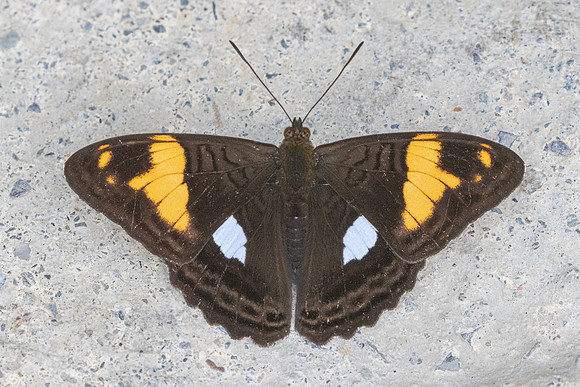 Adelpha justina-6743 Salento - 17/06/24