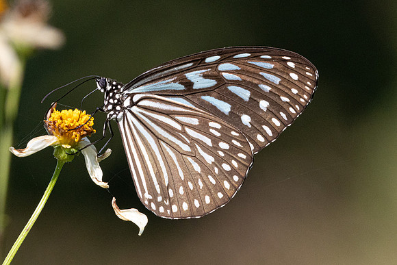 Ideopsis vulgaris-9640 - Gopeng - 13/03/26