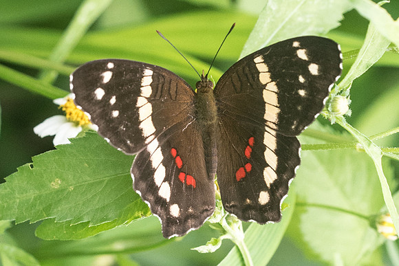 Anartia fatima-4129
