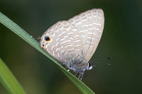 Nacaduba berenice id--5425
