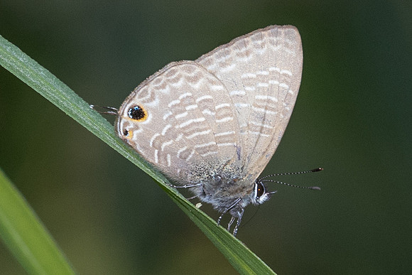 Nacaduba berenice id--5425