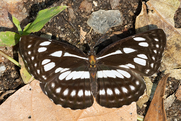 Neptis magadha magadha-7056