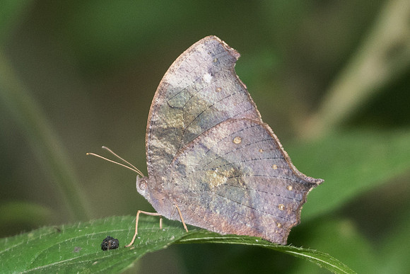 Melanitis sp-1581 - Chiang Dao - 16/11/23