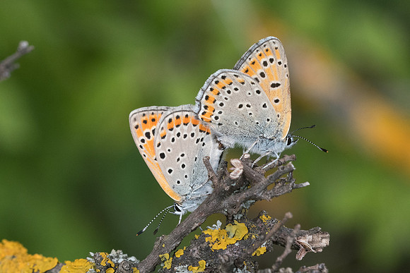 Lycaena thersamon-0412