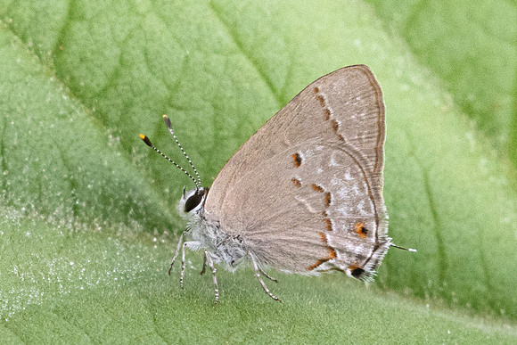 Strymon rufofusca-2808 - Barichara - 9/06/24