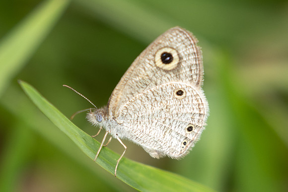 Ypthima pandocus-0863
