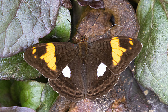 Adelpha justina-6716 Salento - 17/06/24