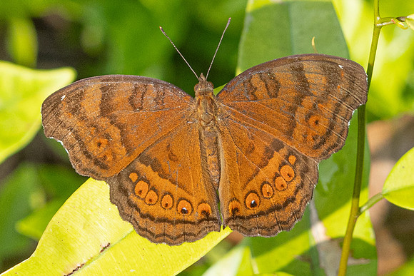 Junonia hedonia-6741  - Putrajaya - 30/03/25