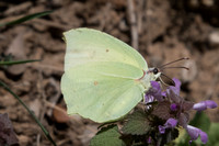 Gonepteryx farinosa -1115