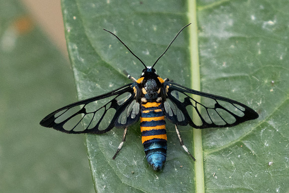 Amata divisa-6690