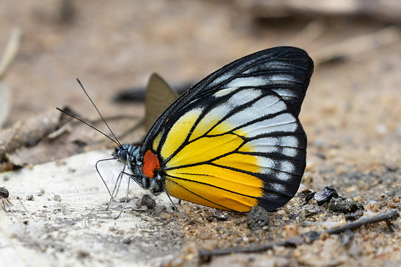 Prioneris philonome-0490