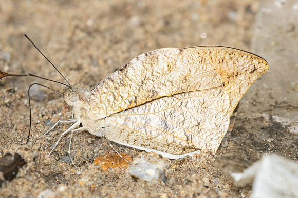 Hebomoia glaucippe-0376