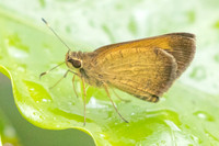 Synapte pecta id--0498 - Barichara - 7/06/24