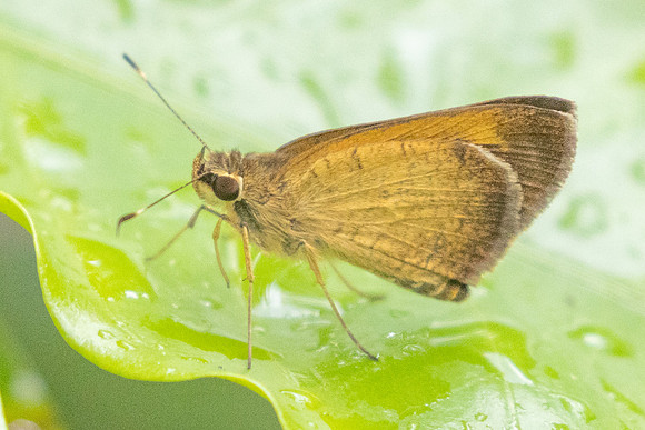 Synapte pecta id--0498 - Barichara - 7/06/24