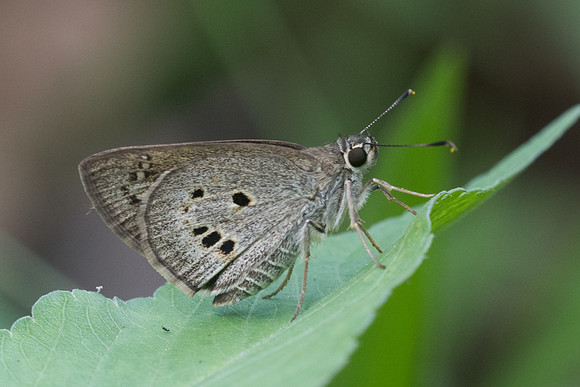 Suastus gremius-4349 - Krabi - 22/11/23