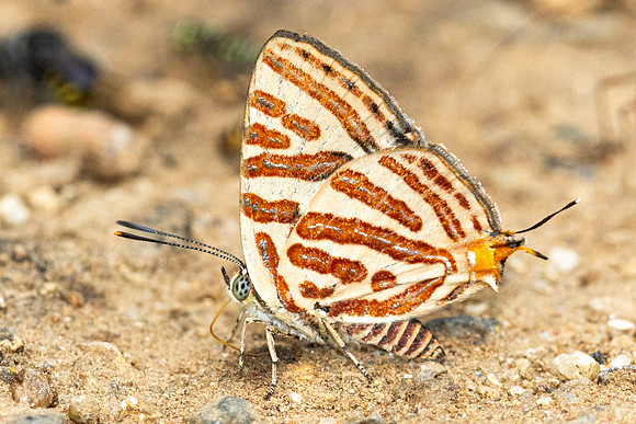 Spindasis syama-3762 - Chiang Dao - 19/03/24