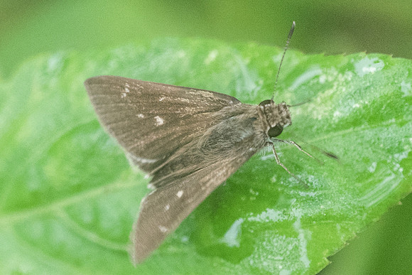 DSC_2705-2
