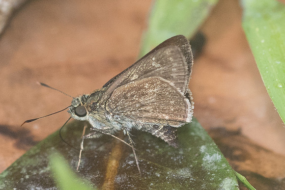 Halpe burmana-1892 - Chiang Dao - 16/11/23