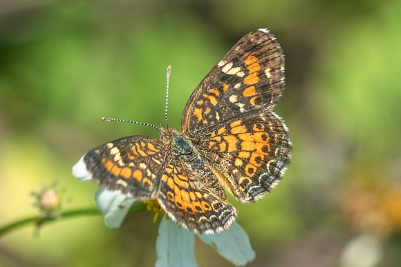 Phyciodes phaon-3538