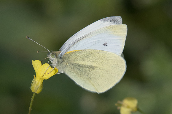 Pieris rapae-9171