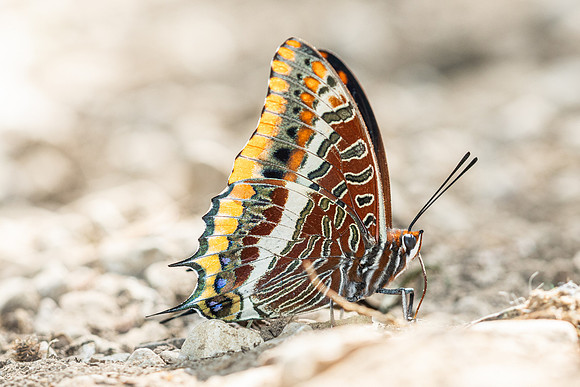 Charaxes jasius-9368- Gorges de Caramy - 7/06/25