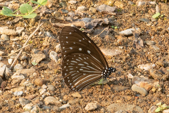 Euploea mulciber-1407