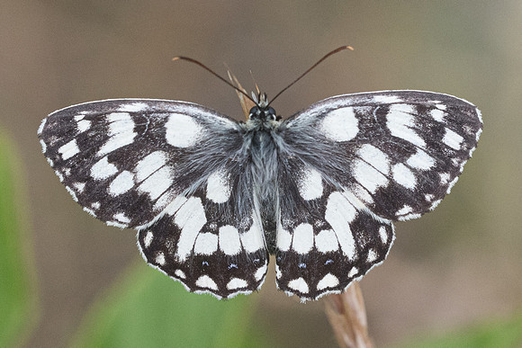 Melanargia galathea-3185 - Briançon - 4/07/21