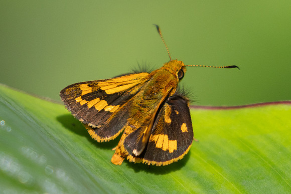 Potanthus omaha-0022