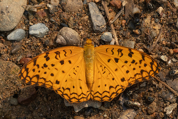 Phalanta phalantha-1536 - Chiang Dao - 18/03/25