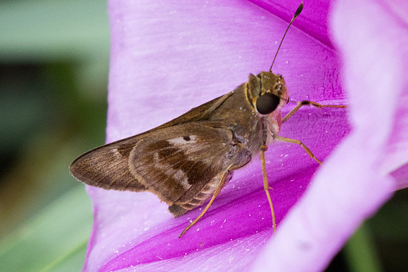 Nyctelius nyctelius-9120