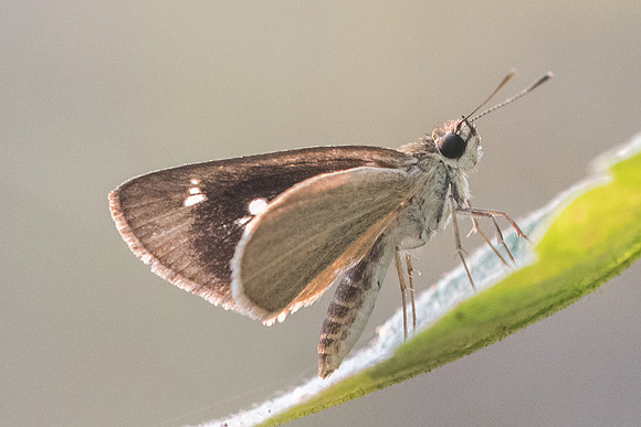 Suada swerga-1811 - Doi-Suthep - 8/03/23