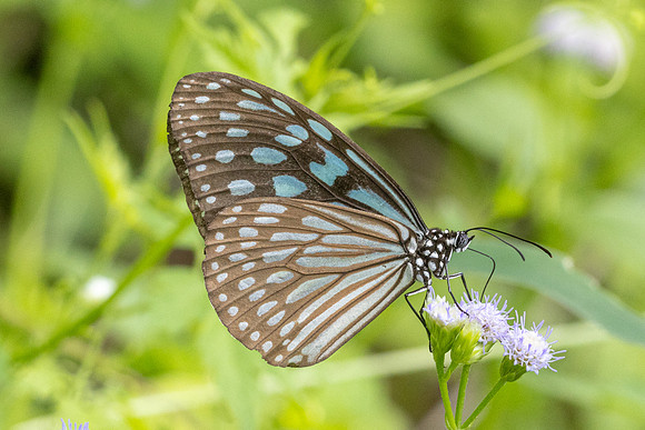 Ideopsis similis-6790- Sepang - 30/03/25