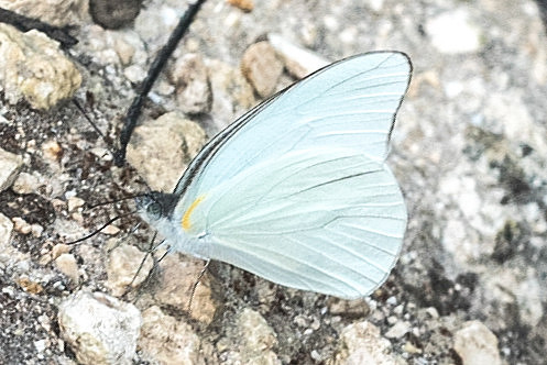 Glutophrissa drusilla-2891