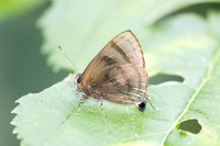 Rapala rhoecus-2772- Chiang Dao - 20/03/25