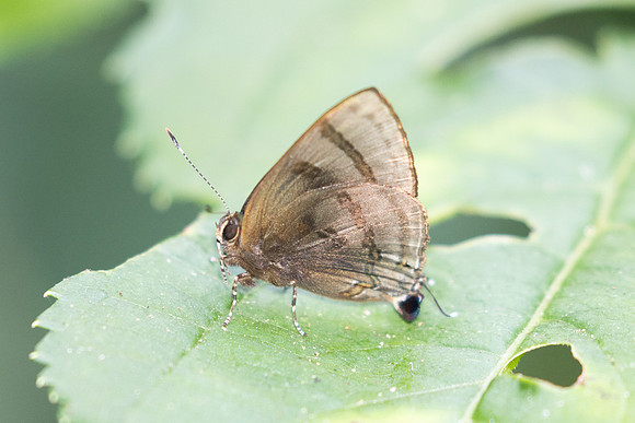 Rapala rhoecus-2772- Chiang Dao - 20/03/25