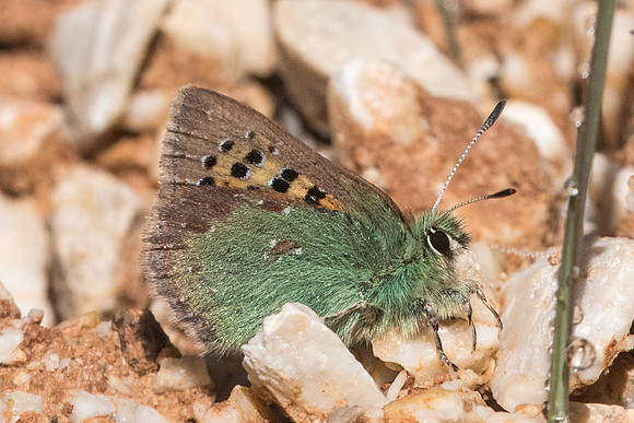 Tomares ballus-7747 - Montejaque - 9/03/22