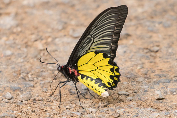 Troides aeacus aeacus-3052 Chiang Dao - 12/03/23