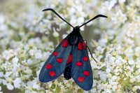 Zygaena transalpina-2618 - Argentière la bessée - 27/06/25