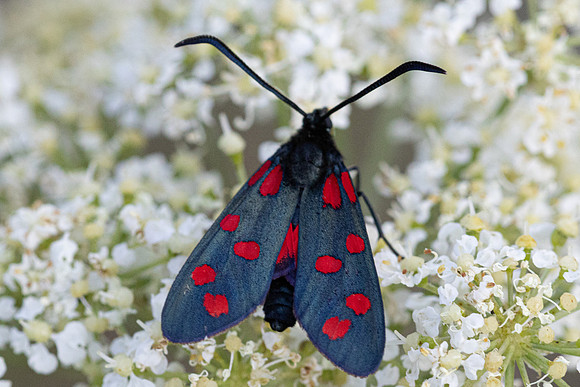 Zygaena transalpina-2618 - Argentière la bessée - 27/06/25