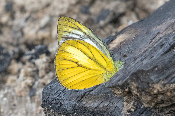 Cepora nadina-8918