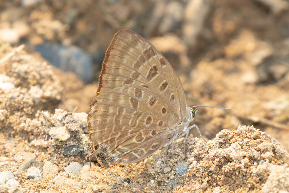 Arhopala silhetensis id--1114 - Chiang Dao - 17/03/25