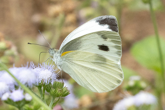 Pieris canidia-2167 - Chiang Dao - 19/03/25