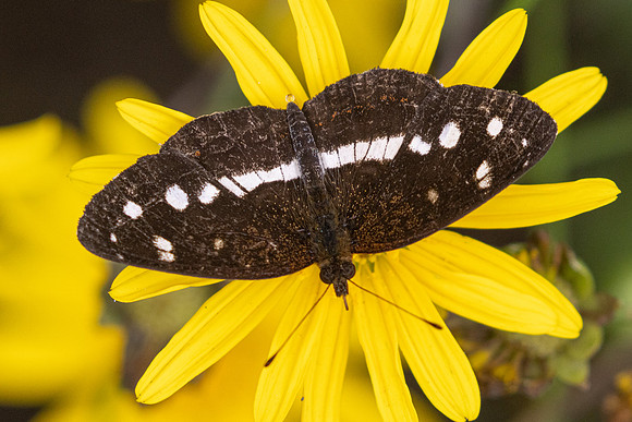 Janatella fellula-6082 - Salento - 16/06/24